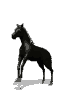 cheval05